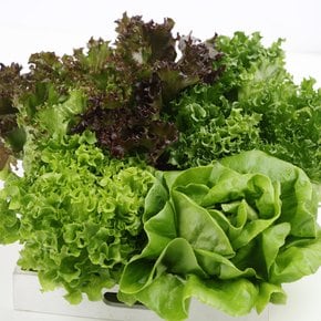 무농약 모듬 야채 쌈채소 유러피안 샐러드채소 1kg(3-5종) 당일수확