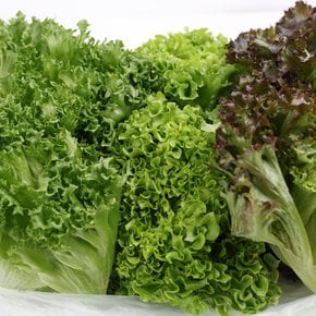 무농약 모듬 야채 쌈채소 유러피안 샐러드채소 1kg(3-5종) 당일수확