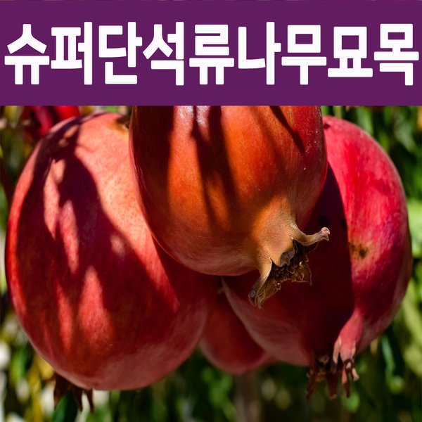 확대된 대표 상품이미지1