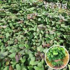 봉팔형님 호풍미모종 3kg 고구마순 호박고구마모종
