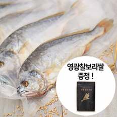 잘말린 보리굴비(부세) 진공팩 10마리 27~29cm/*영광찰보리쌀500g 증정