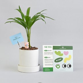 아레카 야자 원형 세라믹 화분 세트 실내 인테리어 공기정화 식물