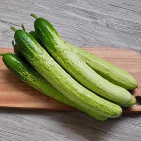 맛있는 백다다기 오이 3kg(상)