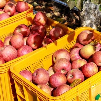 이슬마루 산지직송 경북 의성 사과 흠과  10kg(40~50과)