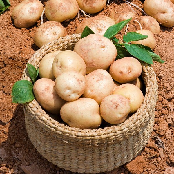 [맛꾼] 25년 포슬포슬한 국내산 햇 감자 중 5kg(50-70g)