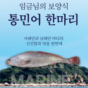 우리존 자연미가 국내산 통민어 한마리 (50cm이상, 손질1,3kg 내외) /okjin 임금님진상 사계절 보양식