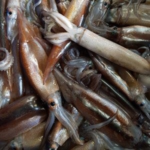 다농이네 [죽도시장] 급냉 총알 통찜용 오징어 1kg (10-15미)