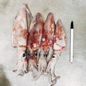 자연산 제철 급냉 한치 1kg 통찜 숙회용