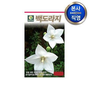 백도라지 씨앗 100g . 길경 야채 채소 텃밭 파종 재배 주말 농장 씨 종자