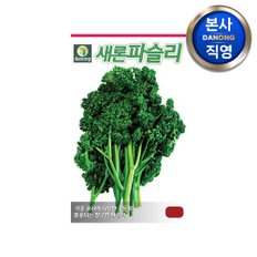 파슬리 (파세리) 허브 씨앗 2g . 채소 텃밭 재배 주말 농장 파종 씨 종자