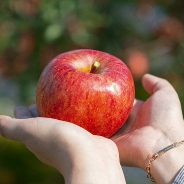 신세계라이브쇼핑 [인정한과일] 인정가득 하루 한 사과 / 알뜰 특대과 10kg (20-32과내)