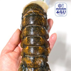 캐나다 랍스터테일 2미/마리당 110~120g
