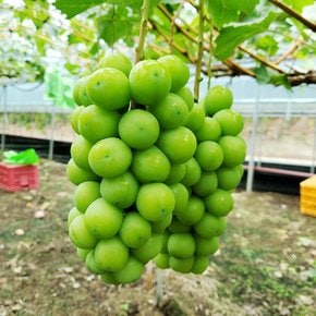 [생산자직송] 향수옥천 오영근님의 통통한 샤인머스켓 2kg