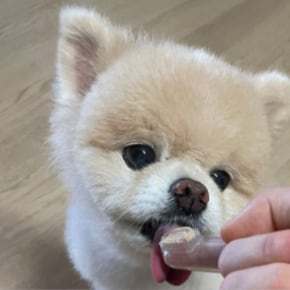 애견 실리콘 칫솔 1P+케이스1P / 강아지칫솔