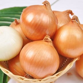 [선별배송] 25년 햇양파 5kg(소/장아찌용 100g 미만)