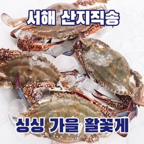 산지직송 서해안 가을 제철 생물 햇꽃게 5kg (15~25미 내외)