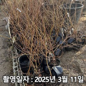 충주원예조경 / 블루베리 / 뉴하노버 / 삽목3년 / 결실주