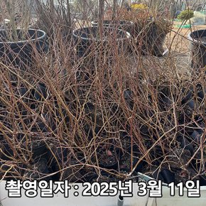 충주원예조경 / 블루베리 / 뉴하노버 / 삽목3년 / 결실주