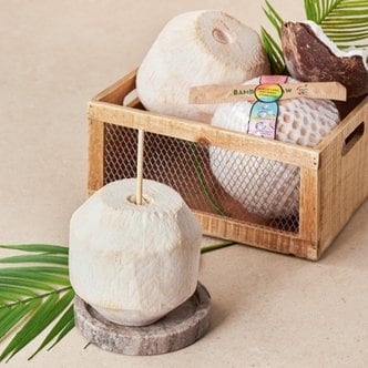  [베트남산] 코코넛 1통 (1kg내외)