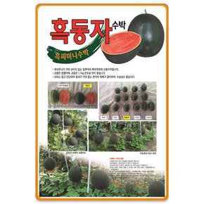 흑피 애플수박씨앗 흑동자 미니수박 씨앗 수박씨 종자 10립