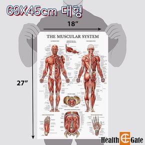 CM Prime USA 인체해부도 차트 병원액자 69X45cm 해부학차트20종