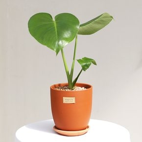 몬스테라 매그놀리아 테라코타 토분 실내공기정화식물
