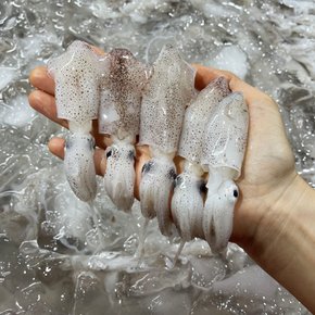 국내산 급냉 호래기 꼴뚜기 500g 숙회용