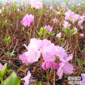 진달래나무 묘목 (진달래꽃) H0.4전후 개화주