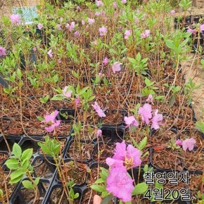 진달래나무 묘목 (진달래꽃) H0.4전후 개화주
