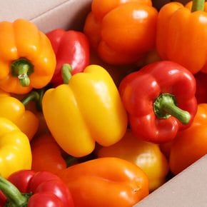 [맛꾼] 산지직송 파프리카 가정용 1kg(5-9개내외)