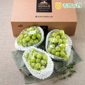 [바로배송][농협]프리미엄 샤인머스켓 선물세트 2kg (3-4수)