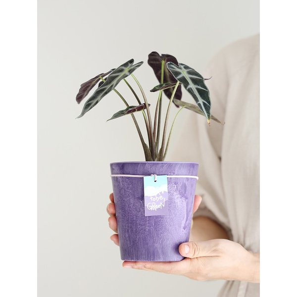 비비드 퍼플 컬러화분 + 공기정화식물 거북 알로카시아(중형)
