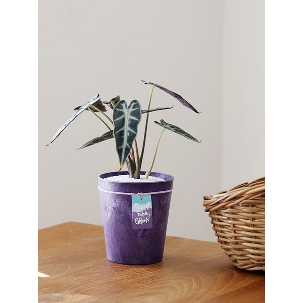 비비드 퍼플 컬러화분 + 공기정화식물 거북 알로카시아(중형)