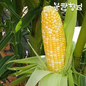 해남 햇 초당옥수수 (못난이) 20개