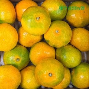 하우스 감귤 왕대과 2.5kg (실중량)