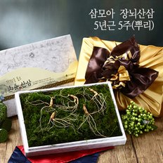 [삼모아] 장뇌산삼(산양산삼) 5년근 5뿌리(보은세트)/싱싱우드락패키지케이스+공단보자기포장