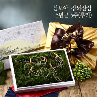 삼모아농장 [삼모아] 장뇌산삼(산양산삼) 5년근 5뿌리(보은세트)/싱싱우드락패키지케이스+공단보자기포장