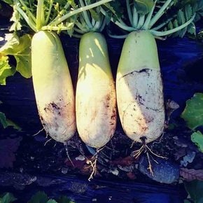 국내산 신선 제주 무 못난이 3kg