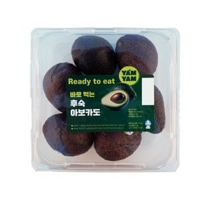 바로 먹는 후숙 아보카도 6~8입 (1.5kg내외)