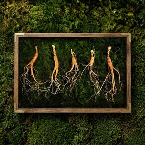 강원도 산양산삼 9-10년근 5뿌리