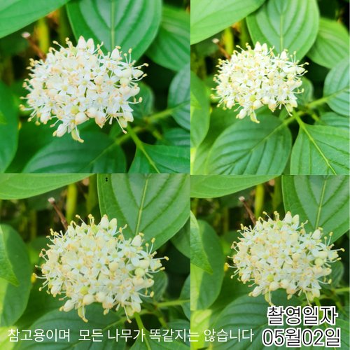추가이미지