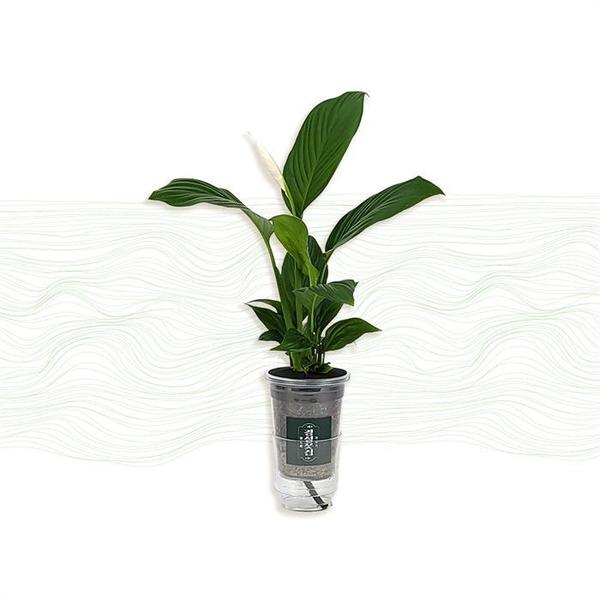 [경성꽃집개화기] 스파트필름 실내 공기정화 식물 선물(1)