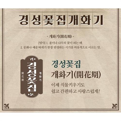 [경성꽃집개화기] 스파트필름 실내 공기정화 식물 선물(3)