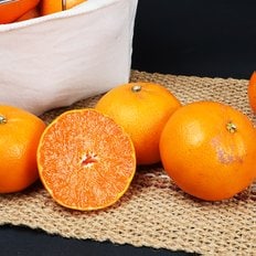 제주푸드마씸 현가원 서귀포 못난이 천혜향 2kg (실속포장, 혼합과, 실중량)