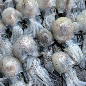 국내산 급냉 귀꼴뚜기 500g 냉동 귀오징어 숙회용