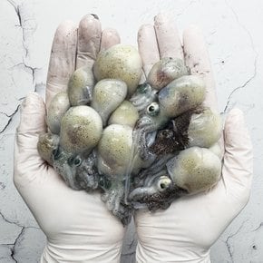 국내산 급냉 귀꼴뚜기 500g 냉동 귀오징어 숙회용