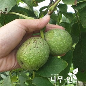 [나무인] 왕호두나무 신령품종 묘목