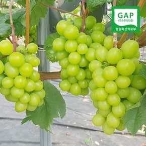 [산지직송] 영동 샤인머스켓 1.5kg(2-3송이내외)