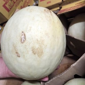 실속형 못난이 왕관 허니듀 고당도 멜론 중과 2kg 내외, 2수