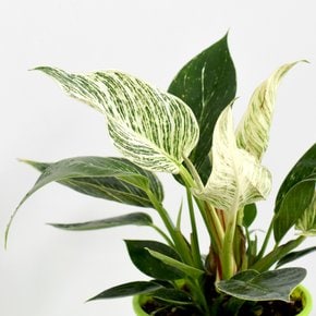 버킨 무늬 콩고 식물 모종 중형 고무나무 공기정화식물 실내 화초 마이플랜트